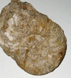 220px-ammonite.jpg
